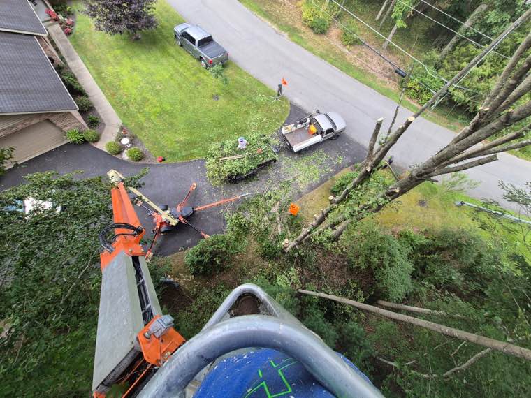 Top Line Tree Service tree work photo