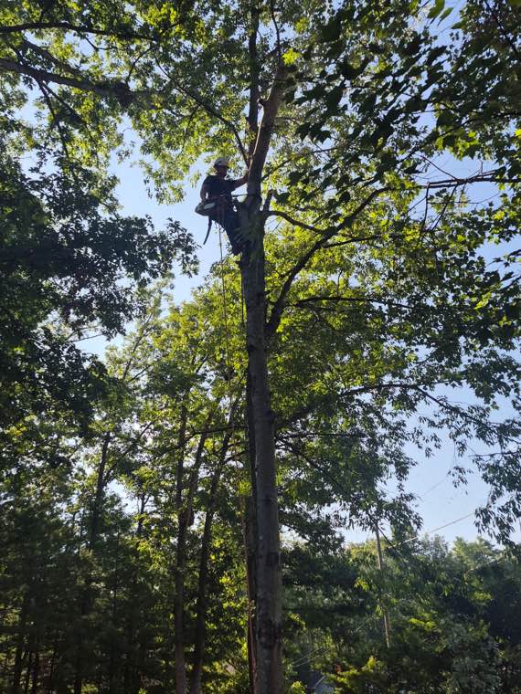 Top Line Tree Service tree work photo