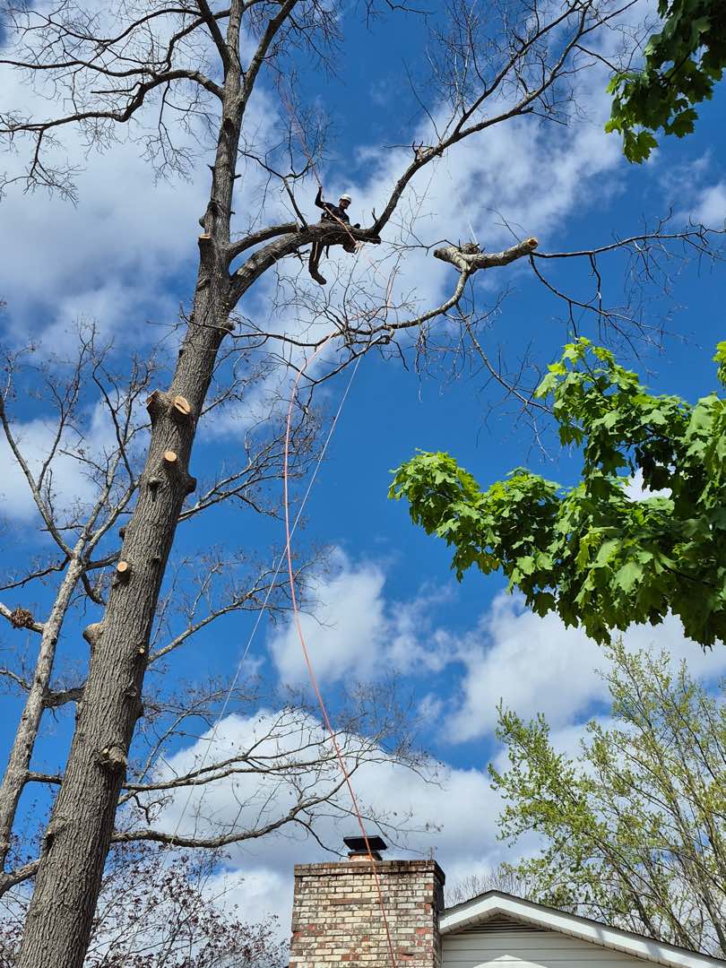Top Line Tree Service tree work photo