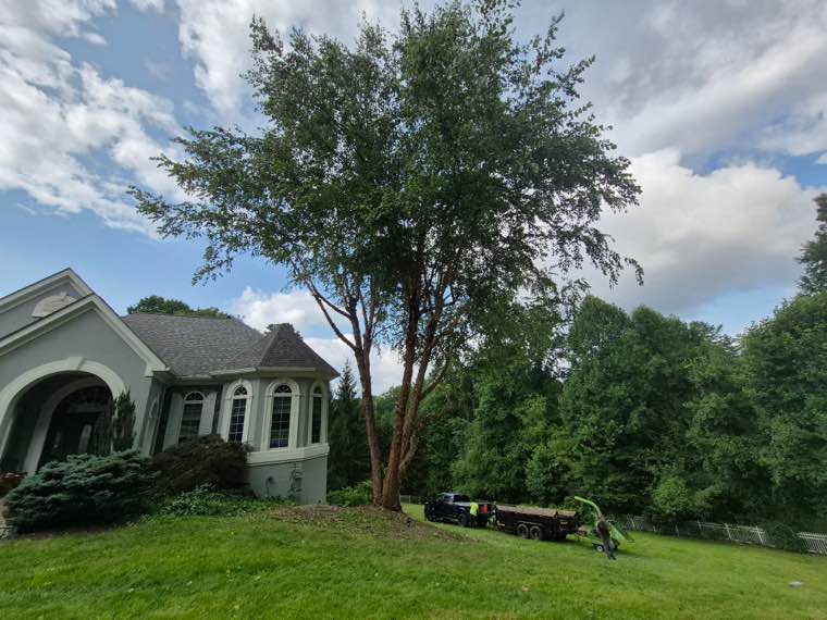 Top Line Tree Service tree work photo