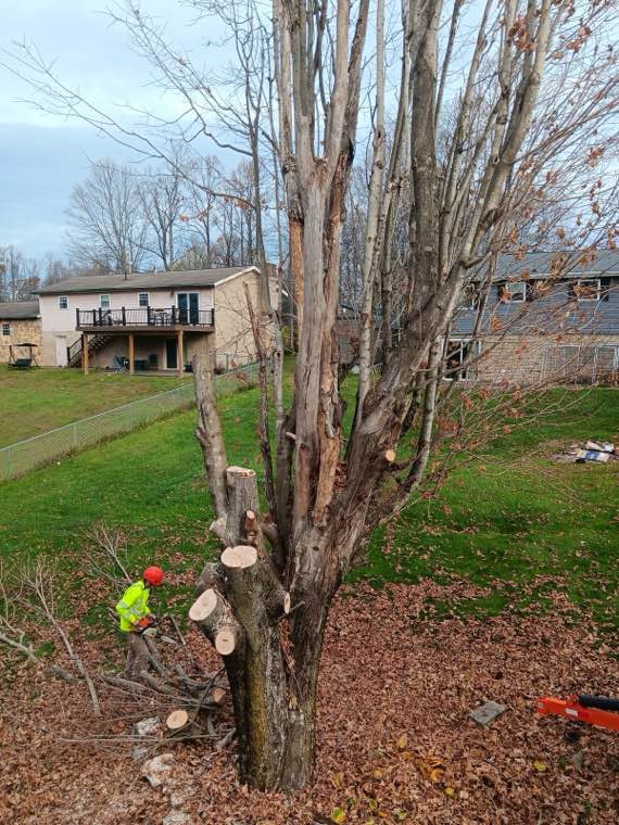 Top Line Tree Service tree work photo