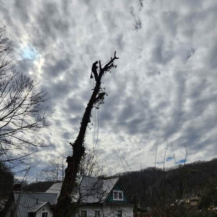 Top Line Tree Service tree work photo